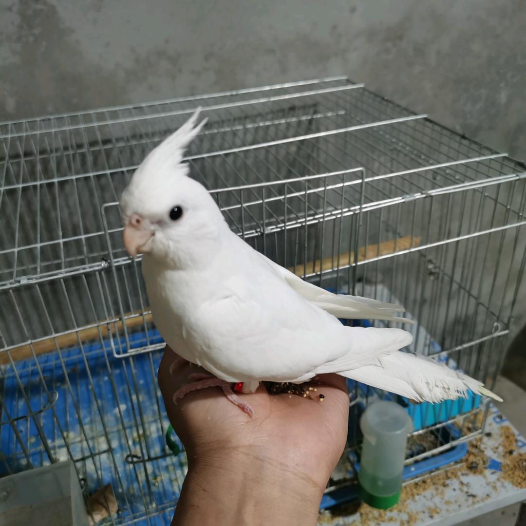双航特色玄凤