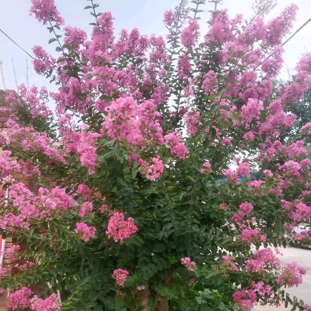 高鹏飞