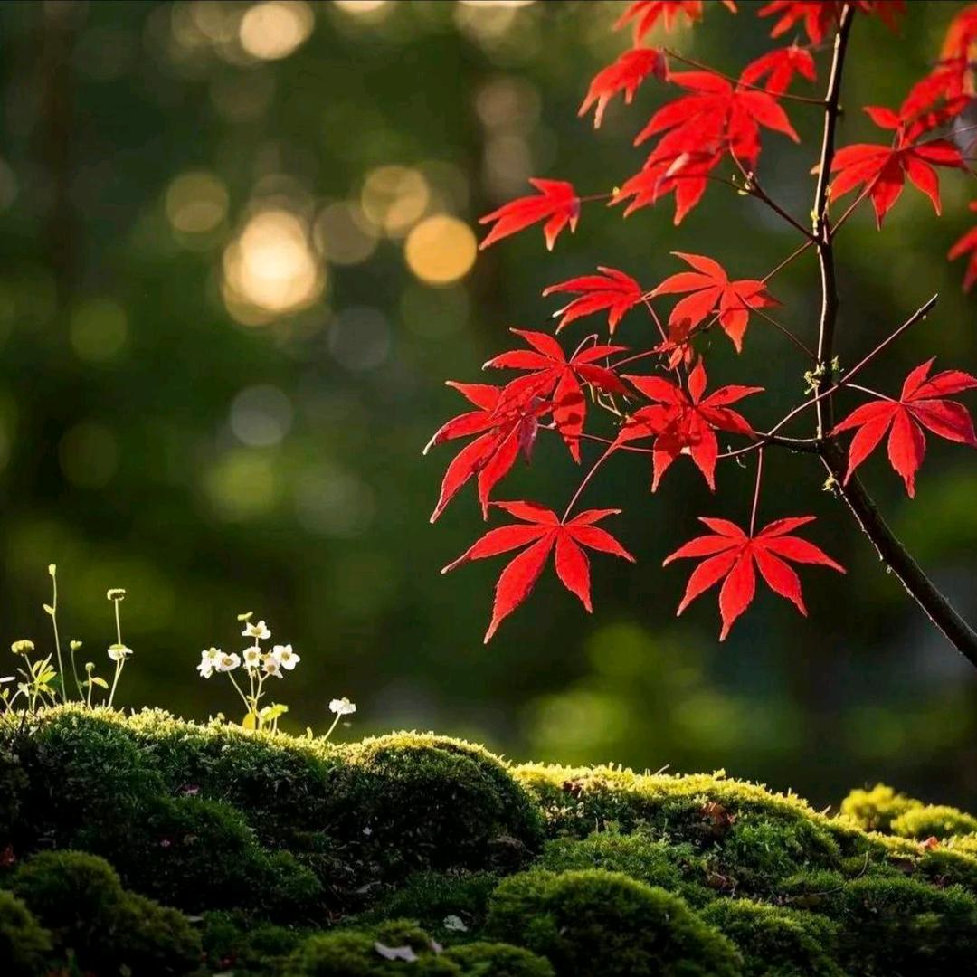 九月初三夜🍀²⁵²