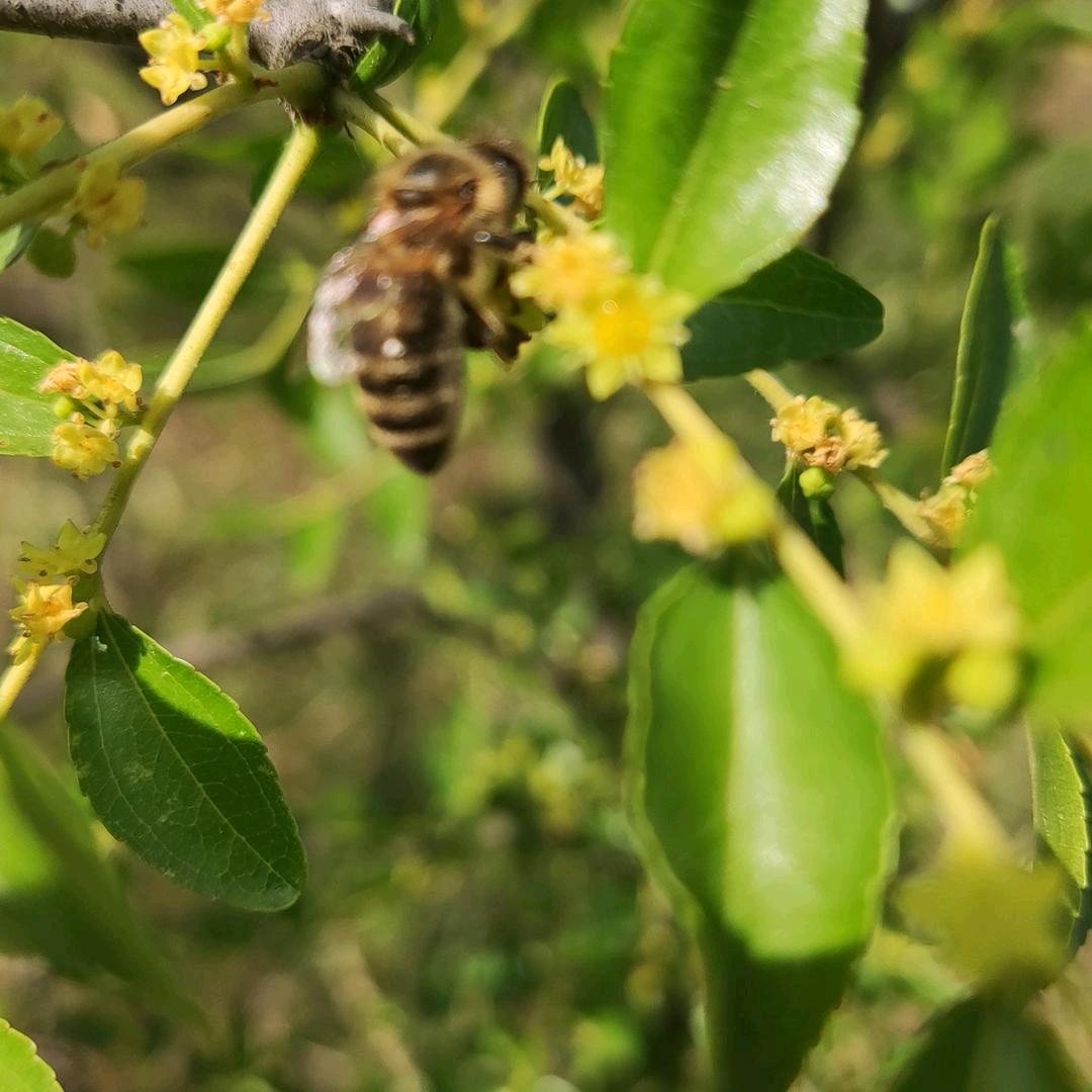 蜜蜂世界花的海洋