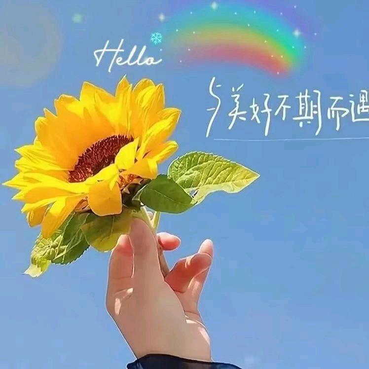 🌻向日葵🌻