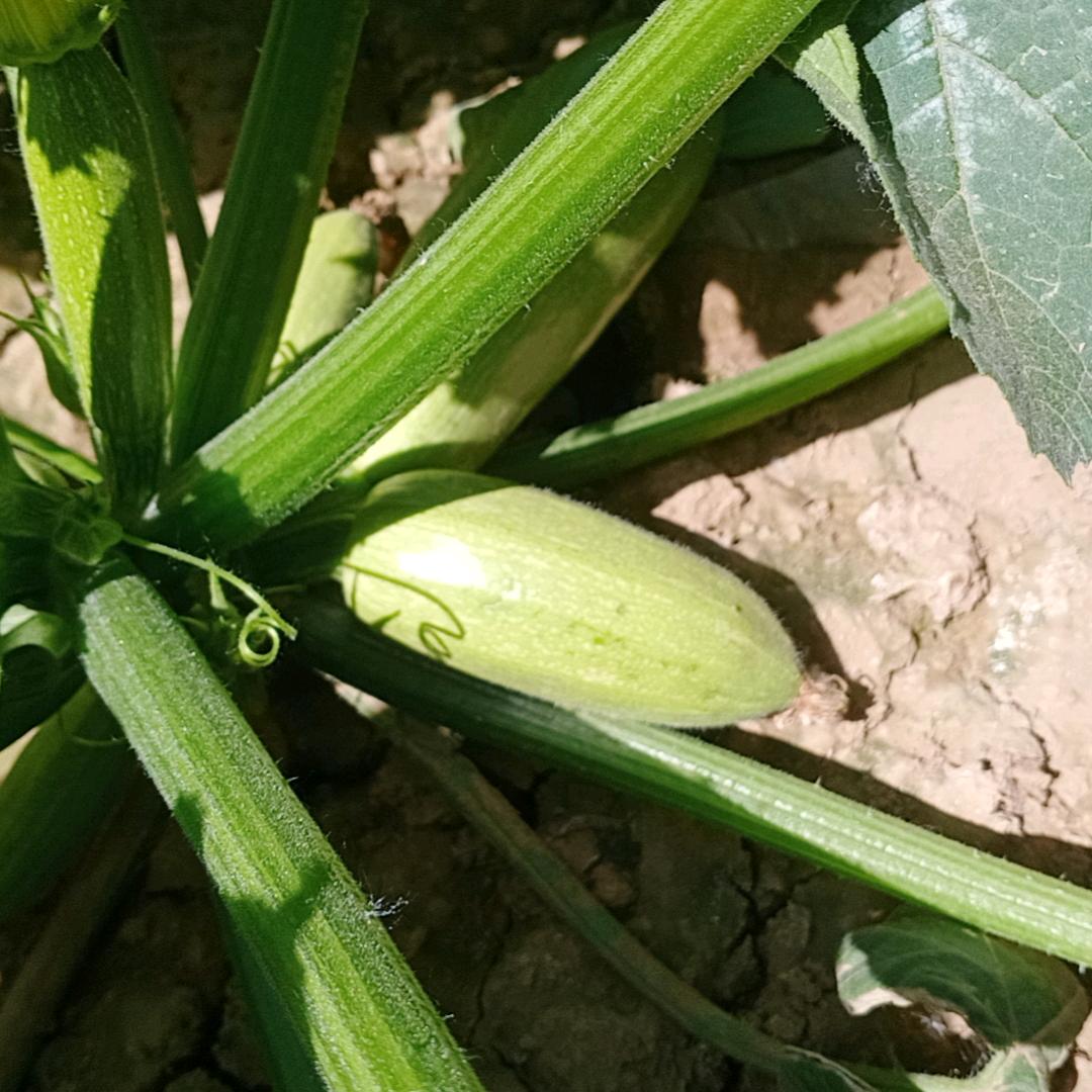 苹果🍎🍎🍎🍎🍎🍎🍎🍎🍎