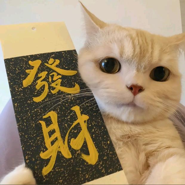 06养猫小伙（建水繁育宠物猫🐱）
