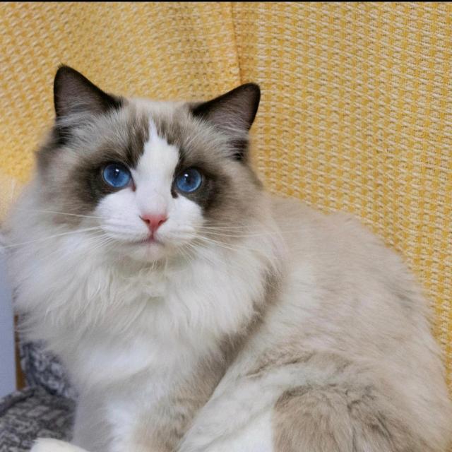 浣熊是只猫💄