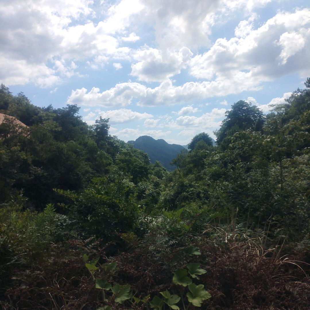 大山里的老胡