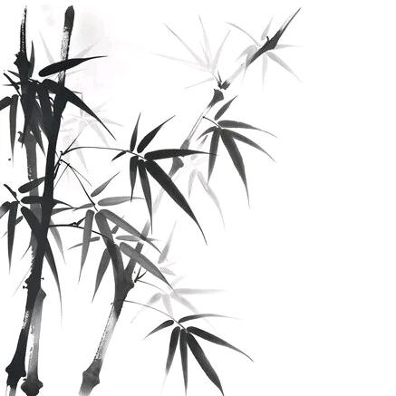 ꦿ毛毛