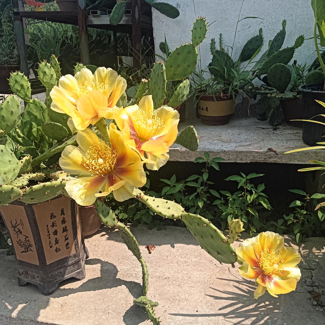 百花园花屋