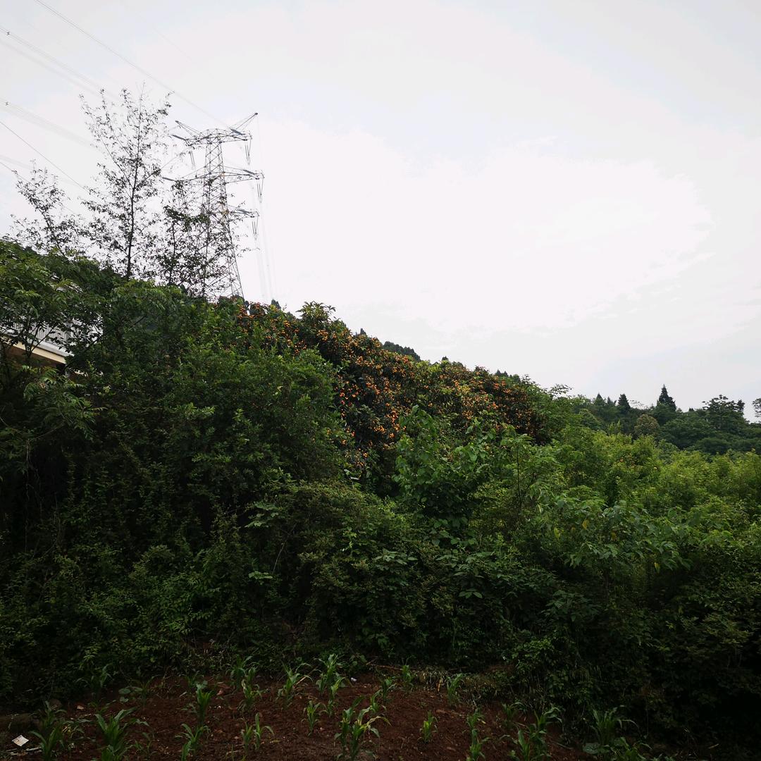 拓拓有道云链