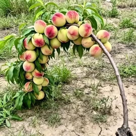 来钱