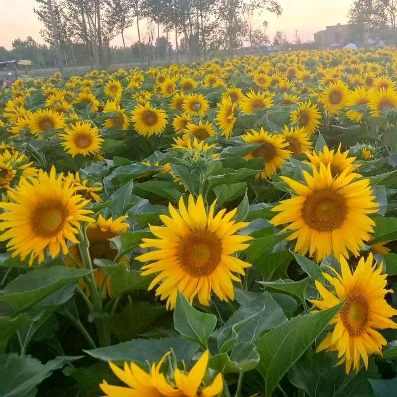 🌼🌼滟阳天