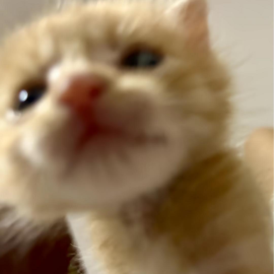 程珹