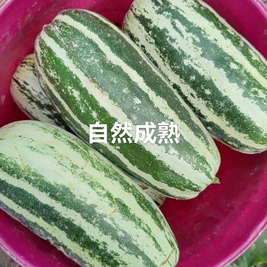 博洋甜瓜，西瓜1833571617
