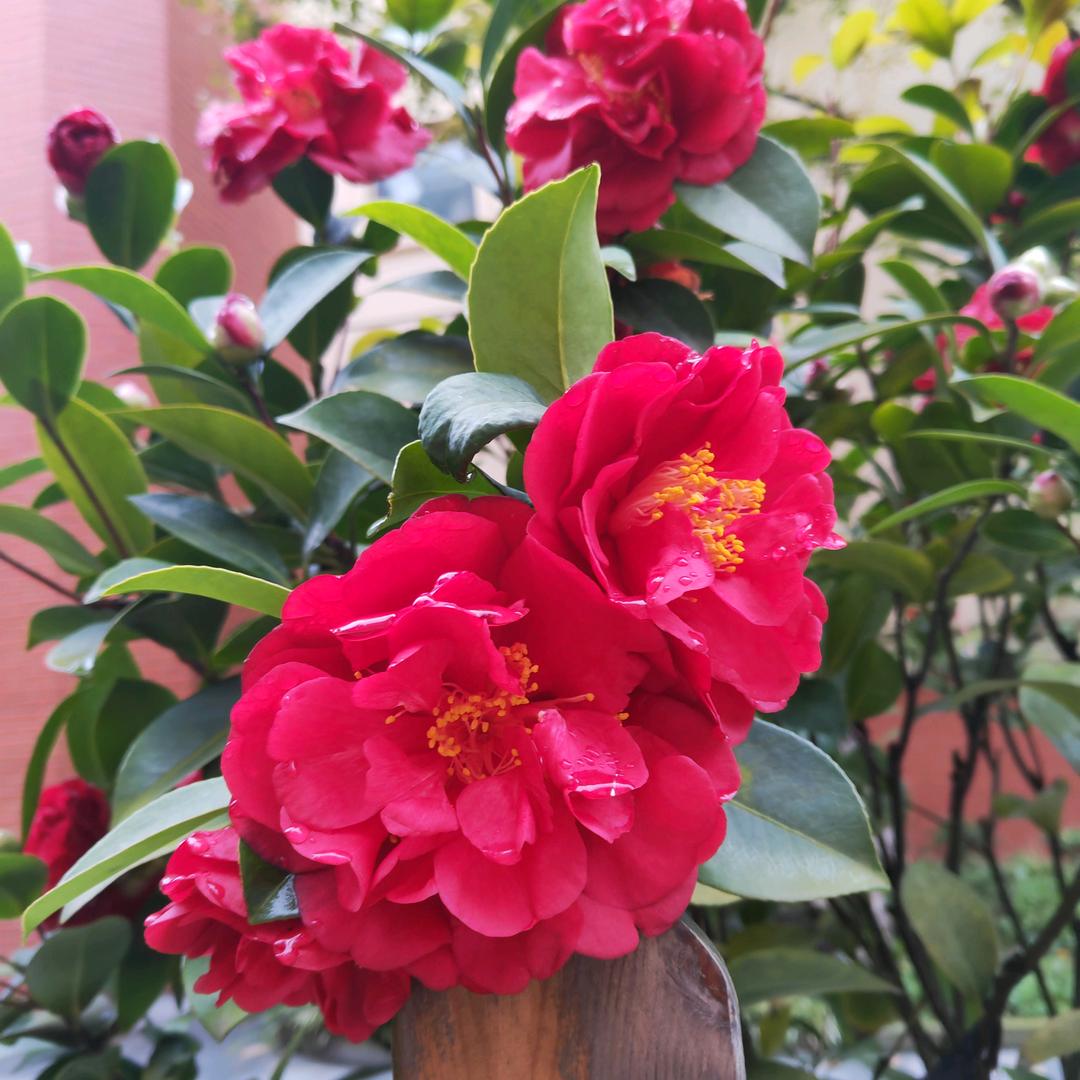 锦上添花