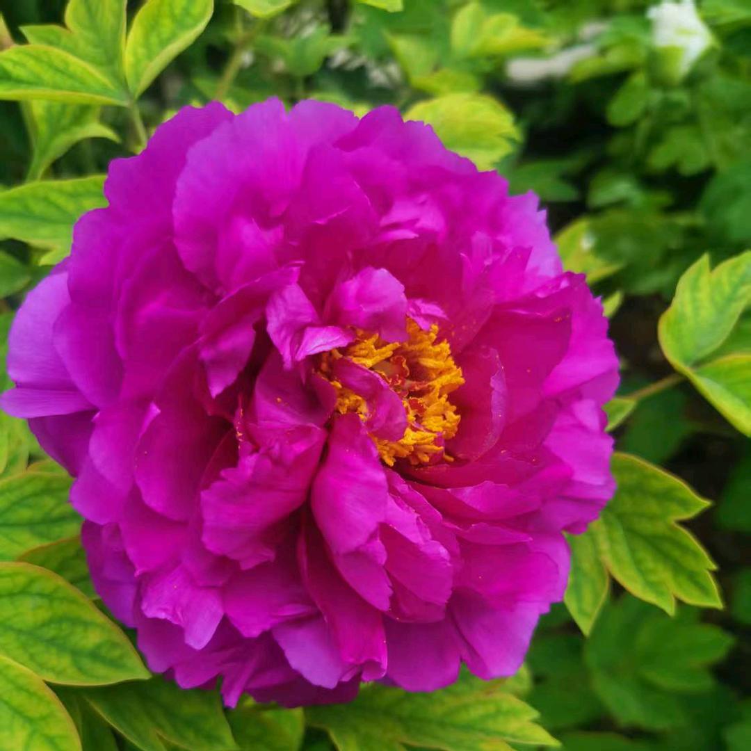风之花落🌸