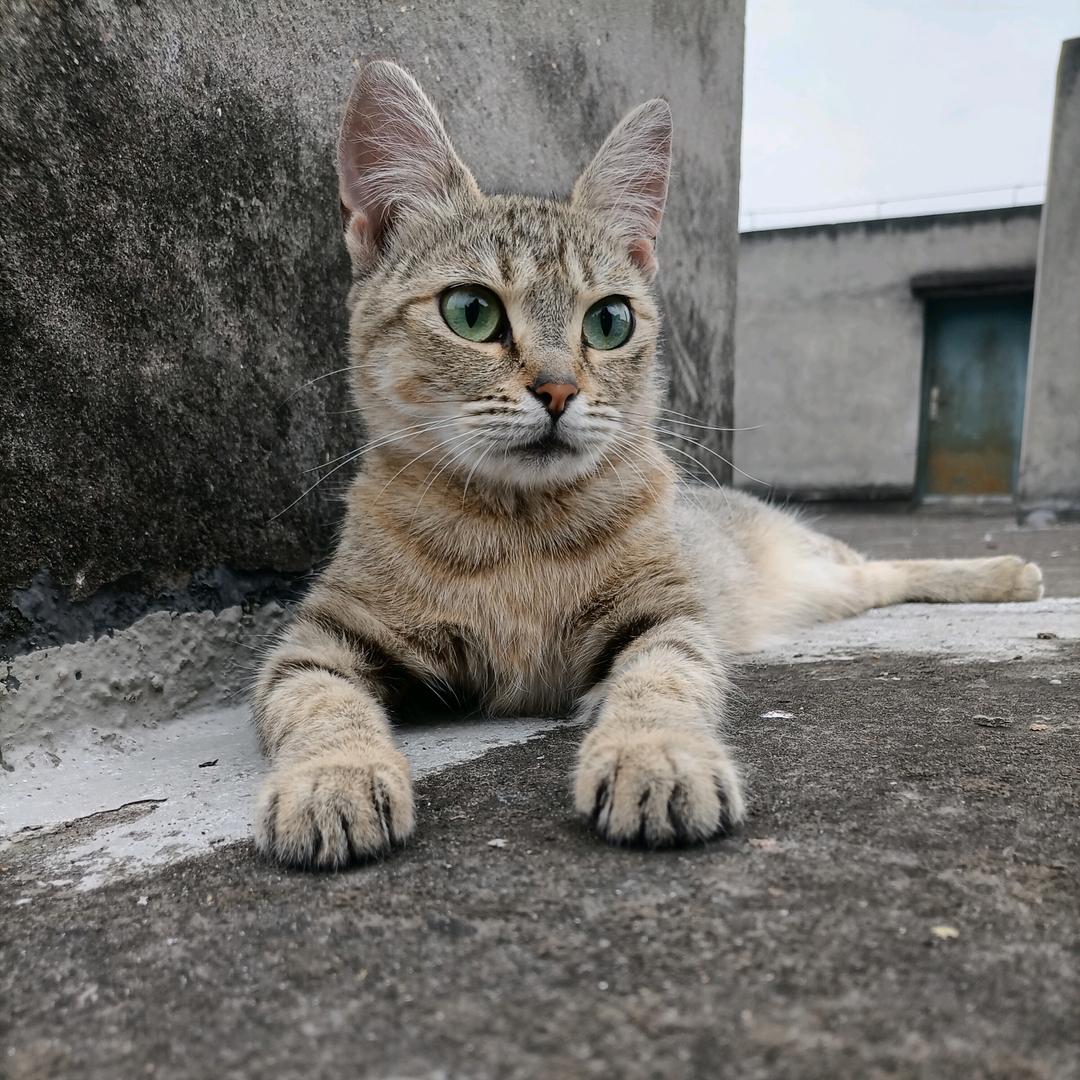 极简模式