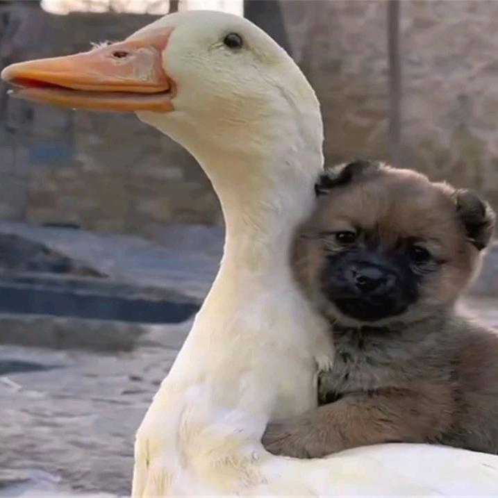 快乐的小土狗