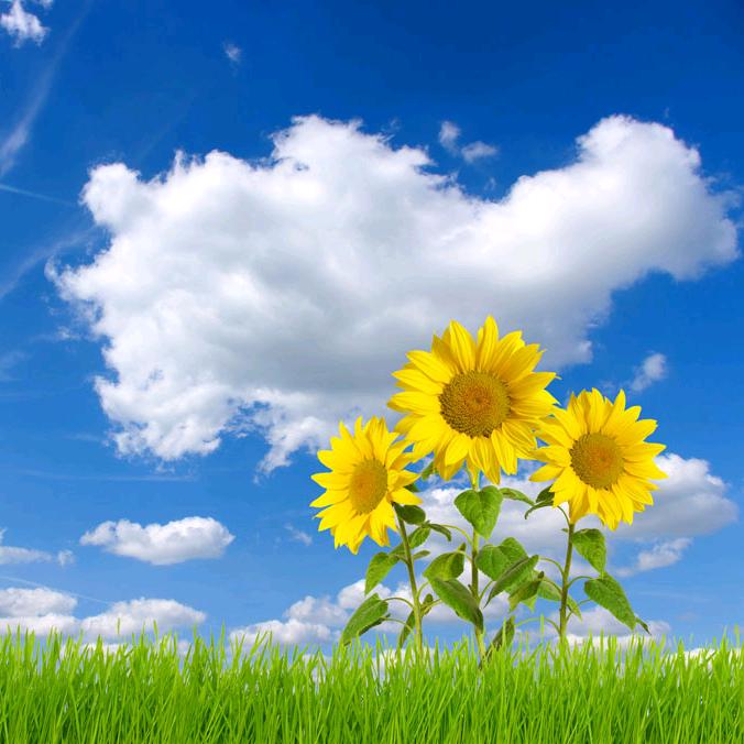 @向阳花开🌻