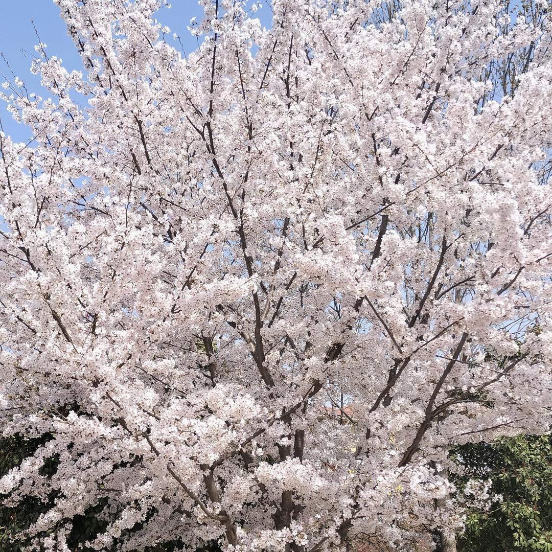 兄弟情深