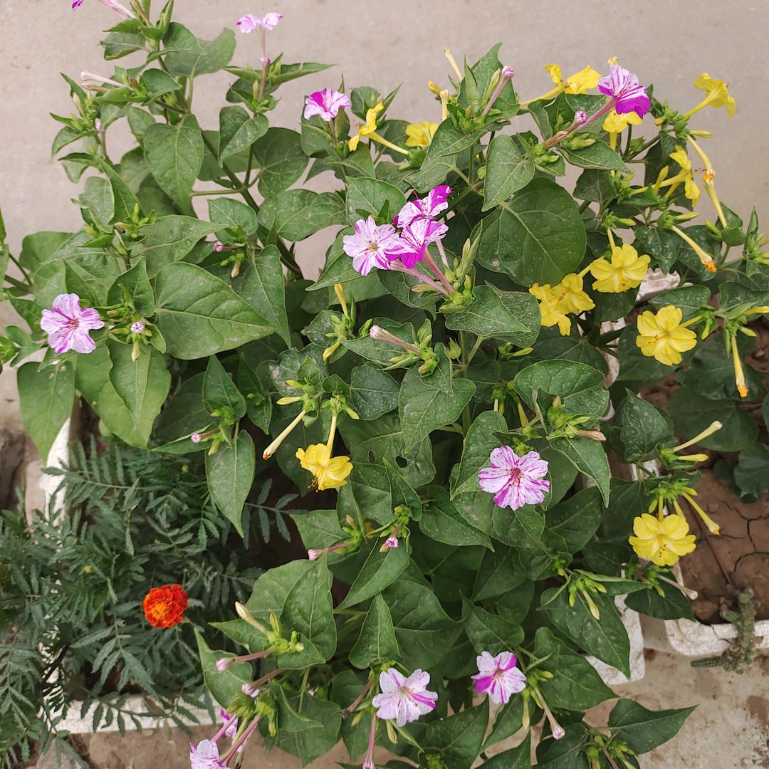 🌻🌻顺其自然🌻💐