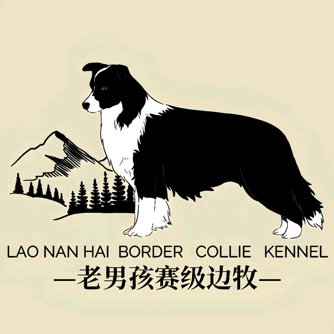 老男孩赛级边牧犬舍宣传人