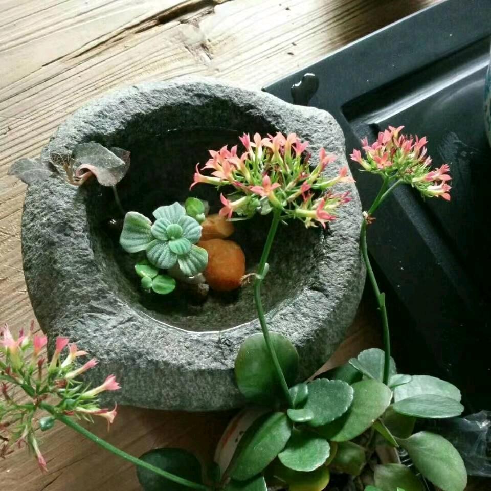 清雅花卉苗圃