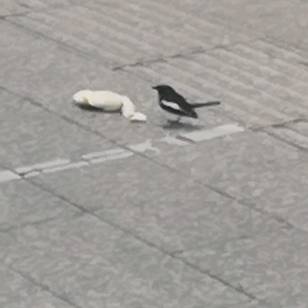赵子龙