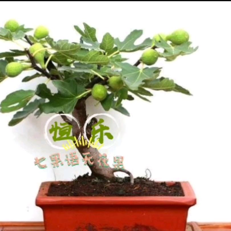 恒乐七果语无花果