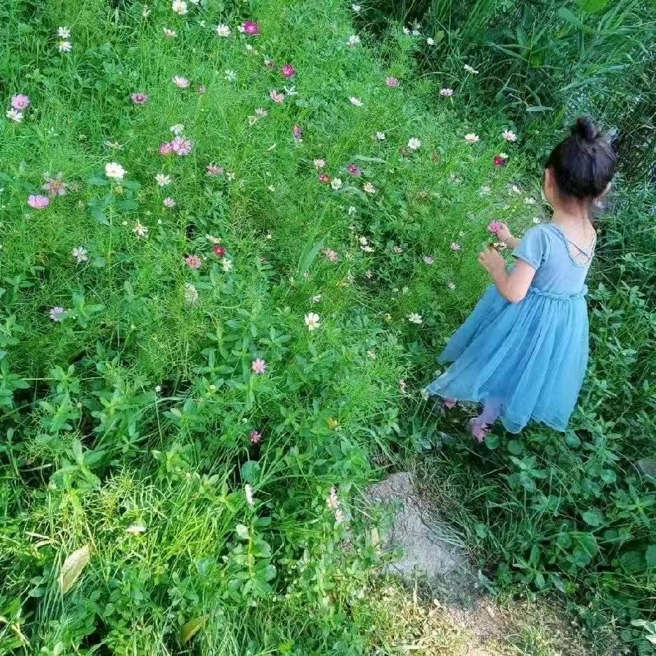 四叶草🍀