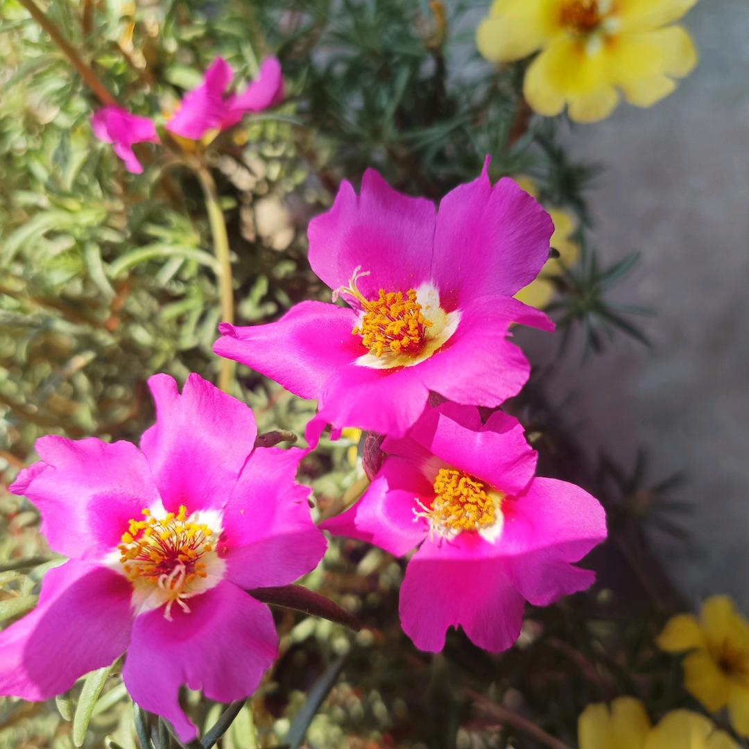 太阳花☀️