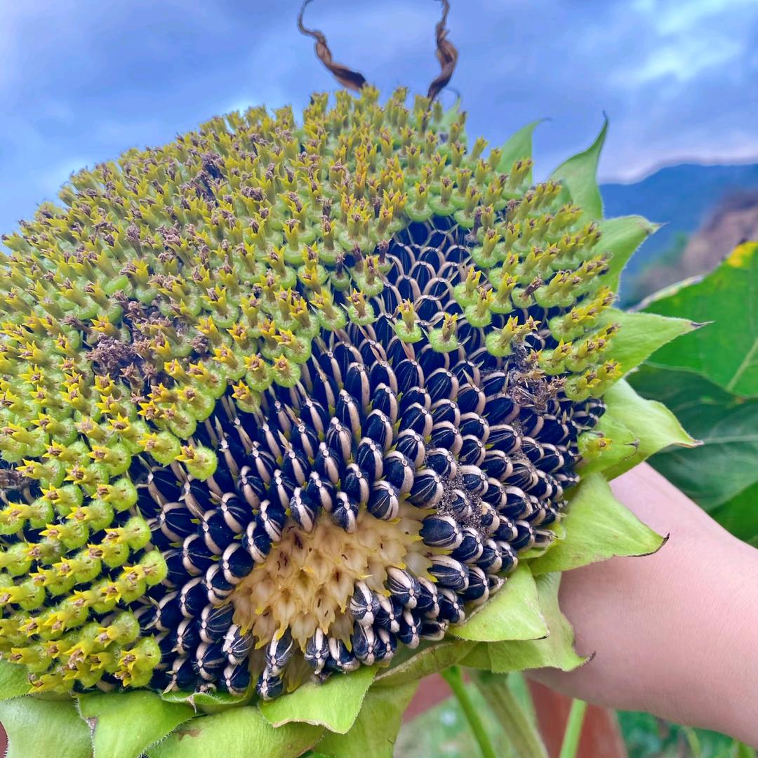 楊爺爺愛炒瓜子