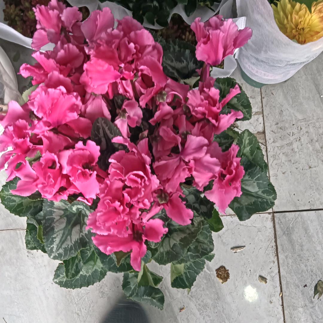 山上一课松