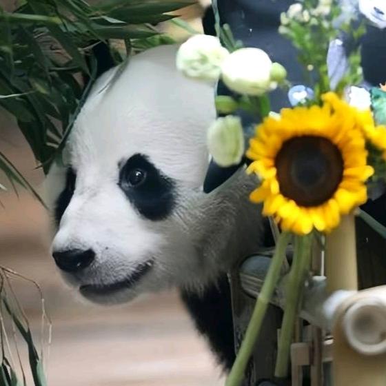 幸运星的余额宝