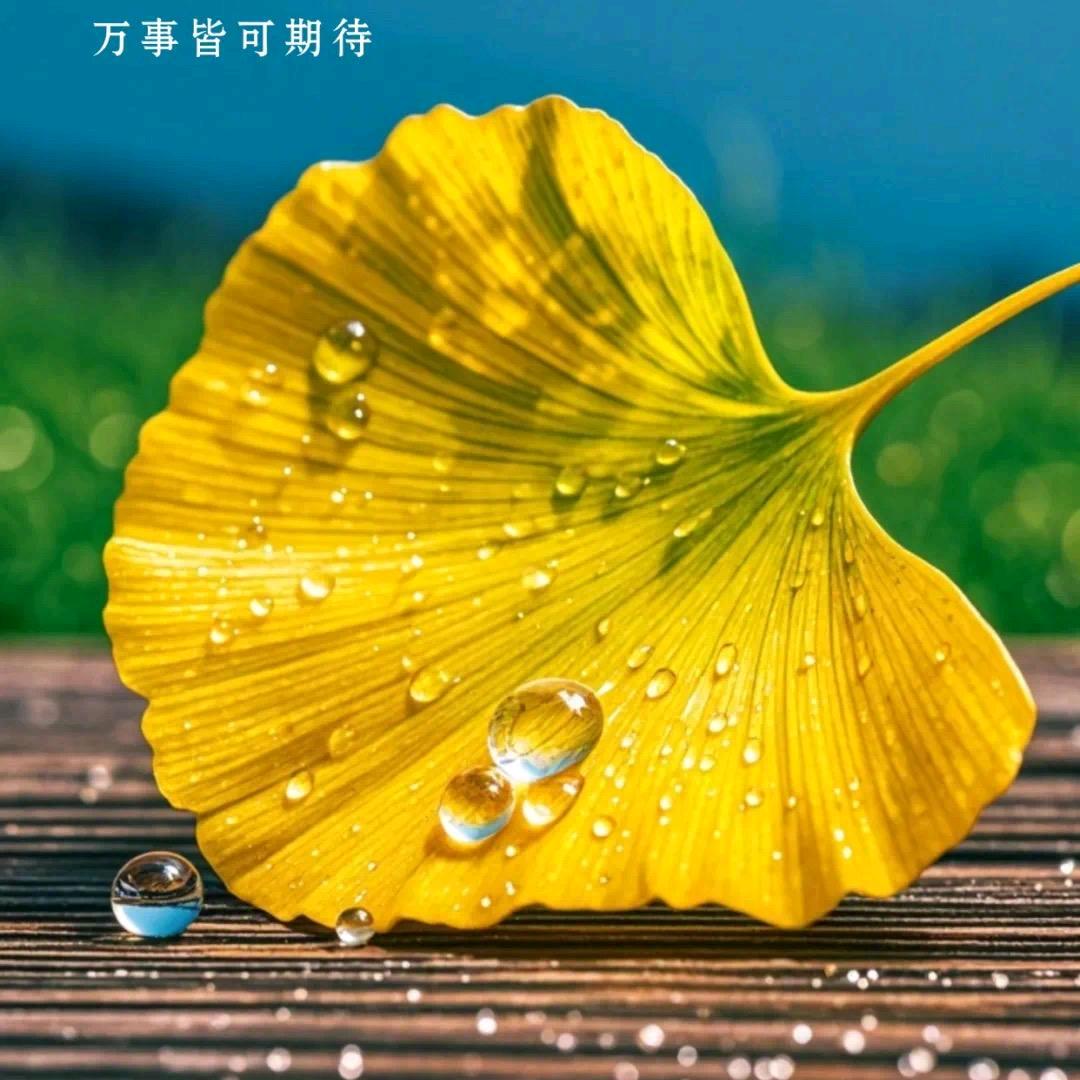 眉目成舟ง
