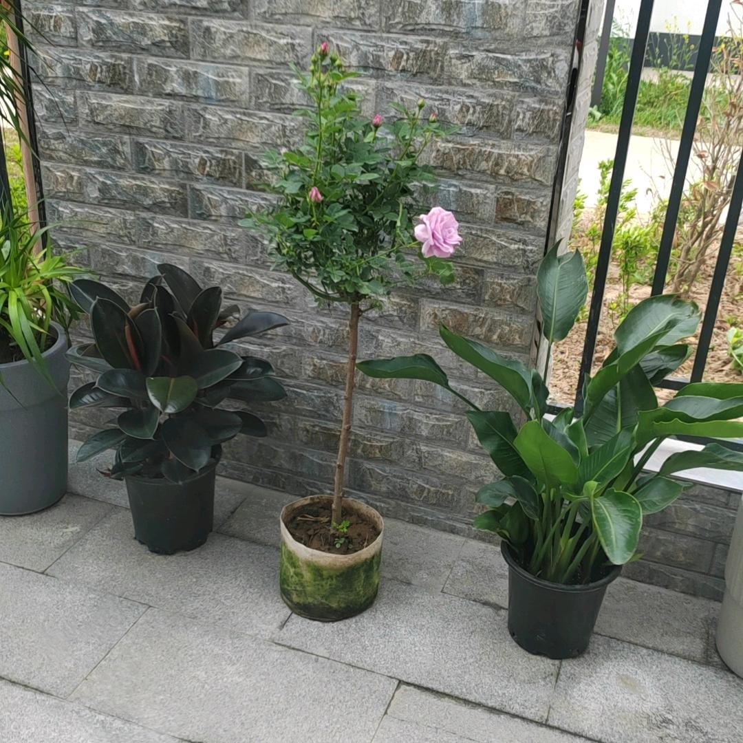 陈伟