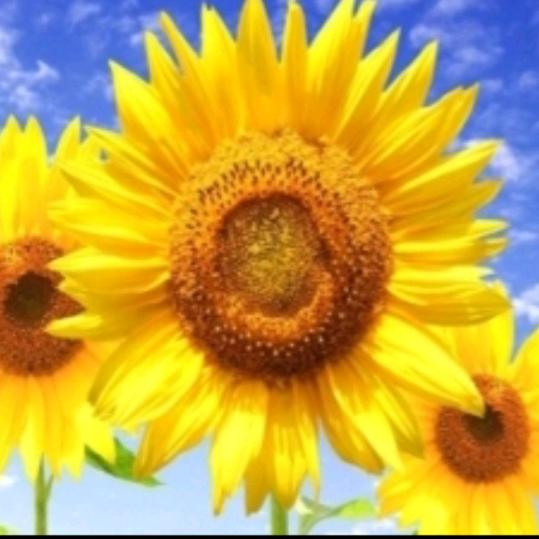 ❤️天蝎座大圆❤️