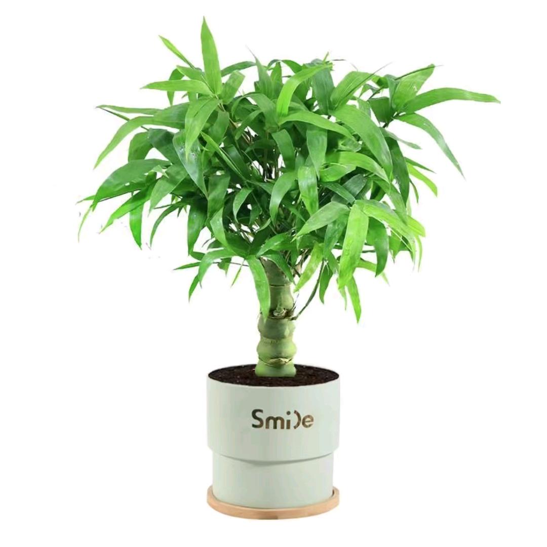 佛肚竹优选基地