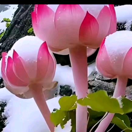 🌴W错过了世界遇到了你🌴