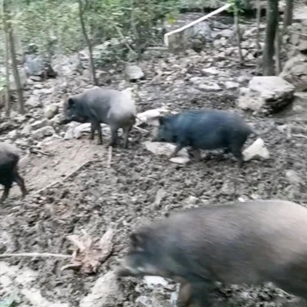 跑山猪养殖