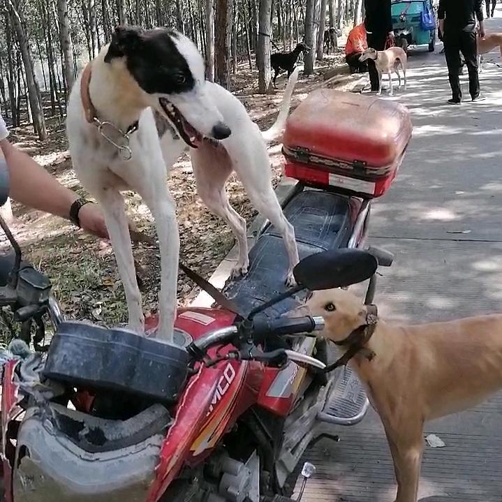 记记犬业