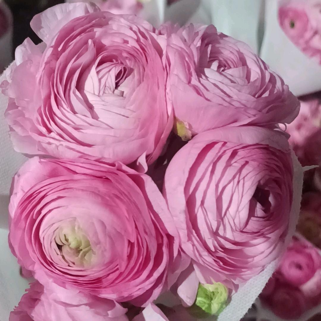 玲姐的花