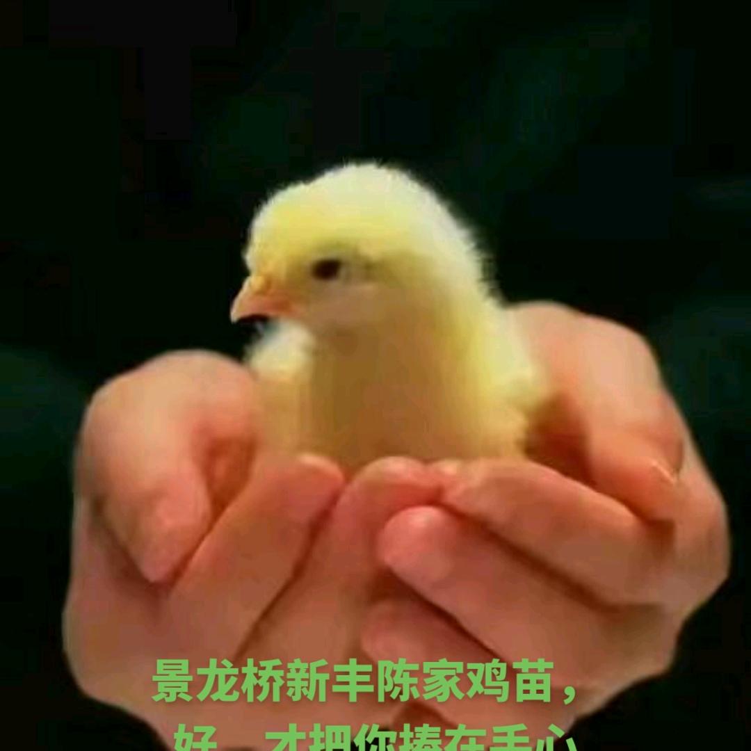 张家界慈利县景龙桥新丰陈家禽苗