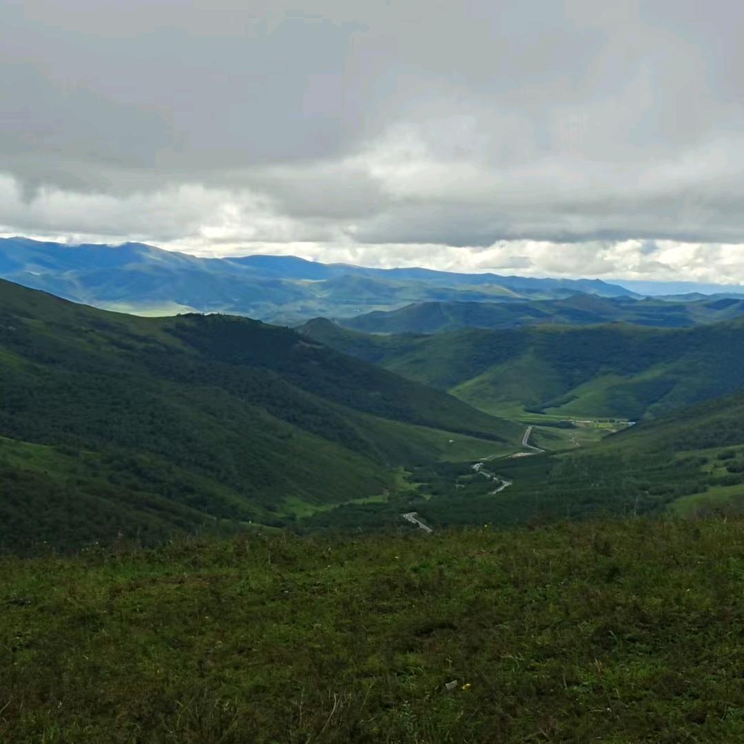 栀子树下的等待