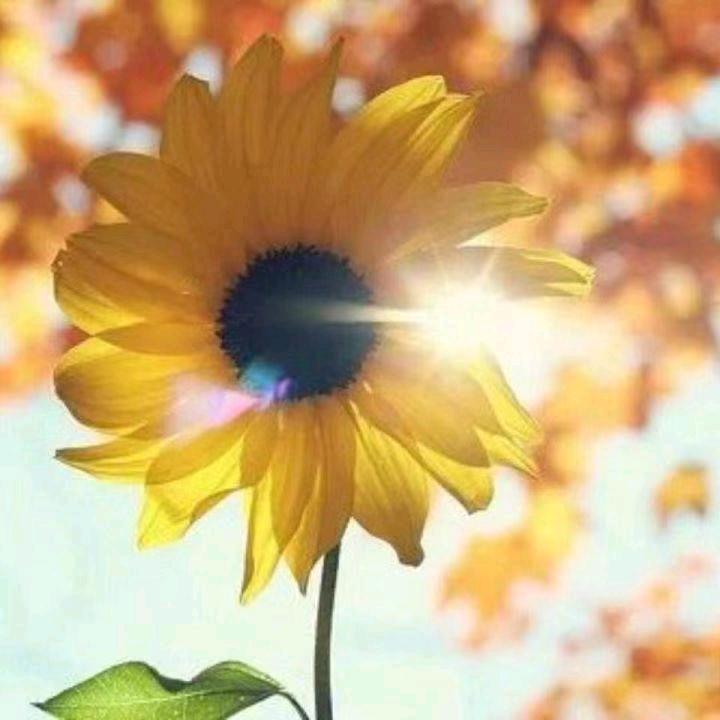 拥抱暖阳，欣然花开