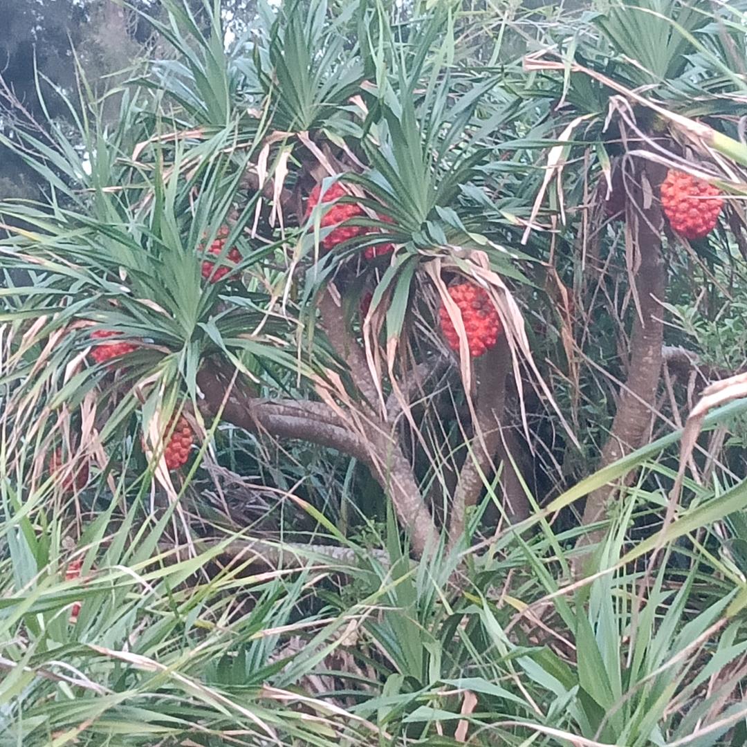 不到黄河不死心