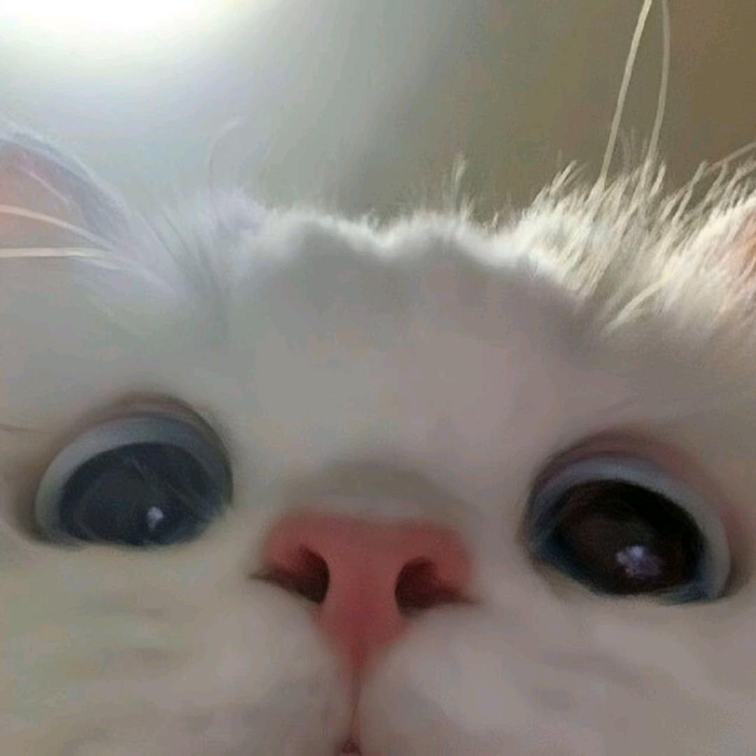 迢迢