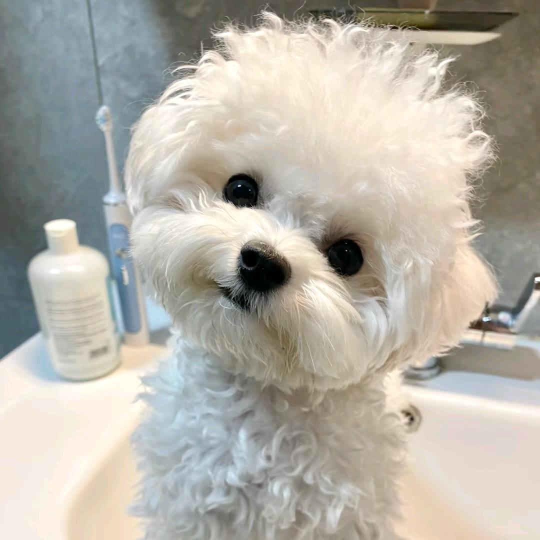 汤圆不是芝麻馅儿