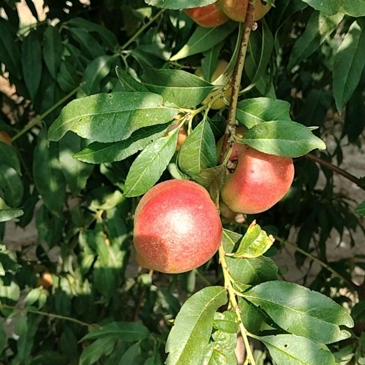 一亩三分地