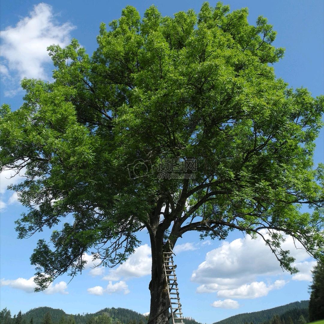 兰亭书画～林青