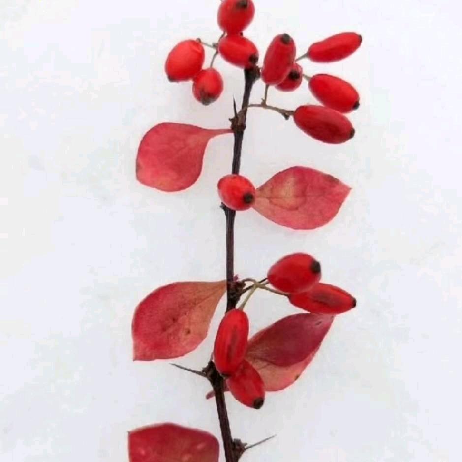A.李刚