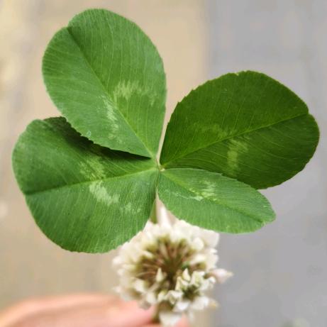 🍀 心若止水🍀